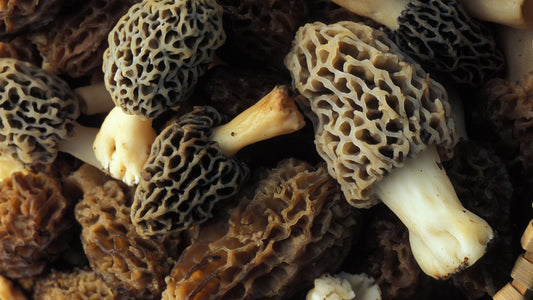 Morel Imperatives